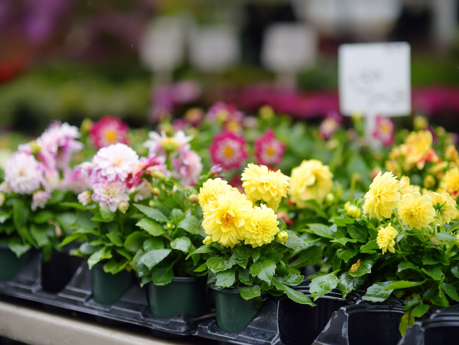 Potted yellow and pink dahlia flowers with green leaves are displayed for sale at a garden center, with a blurred background of more flowers and signage.