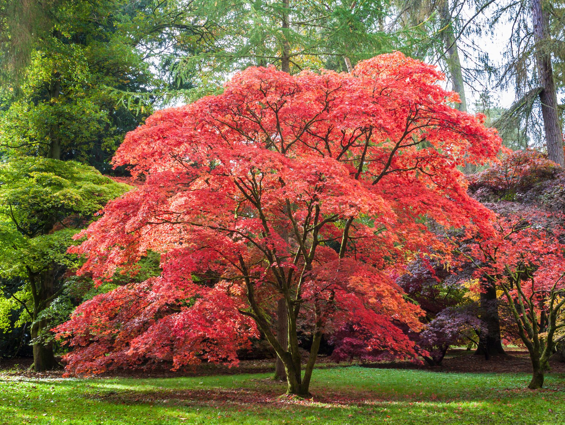 A vibrant Japanese maple tree with fiery red leaves stands in a lush green park, surrounded by other trees with autumn foliage in shades of green, yellow, and purple.