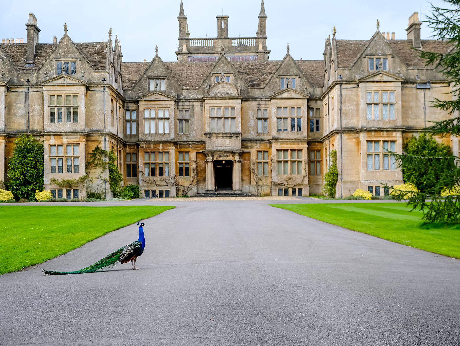 A majestic peacock with vibrant blue and green feathers stands on the driveway of a grand historic mansion, surrounded by lush green lawns and ornate stone architecture.