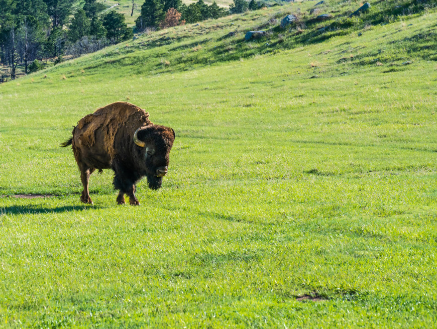 Bison Farm - Beechfield House