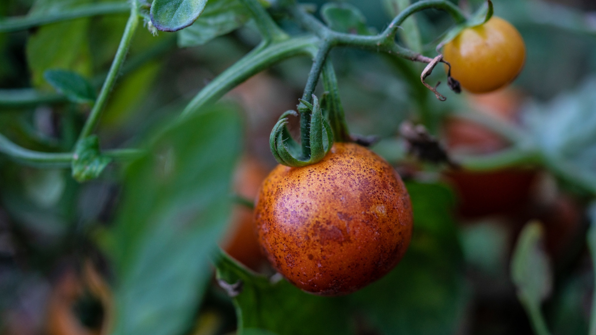 About us kitchen garden