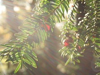Sunlight filters through evergreen branches adorned with red berries, capturing a serene, festive atmosphere evocative of Christmas in Wiltshire.