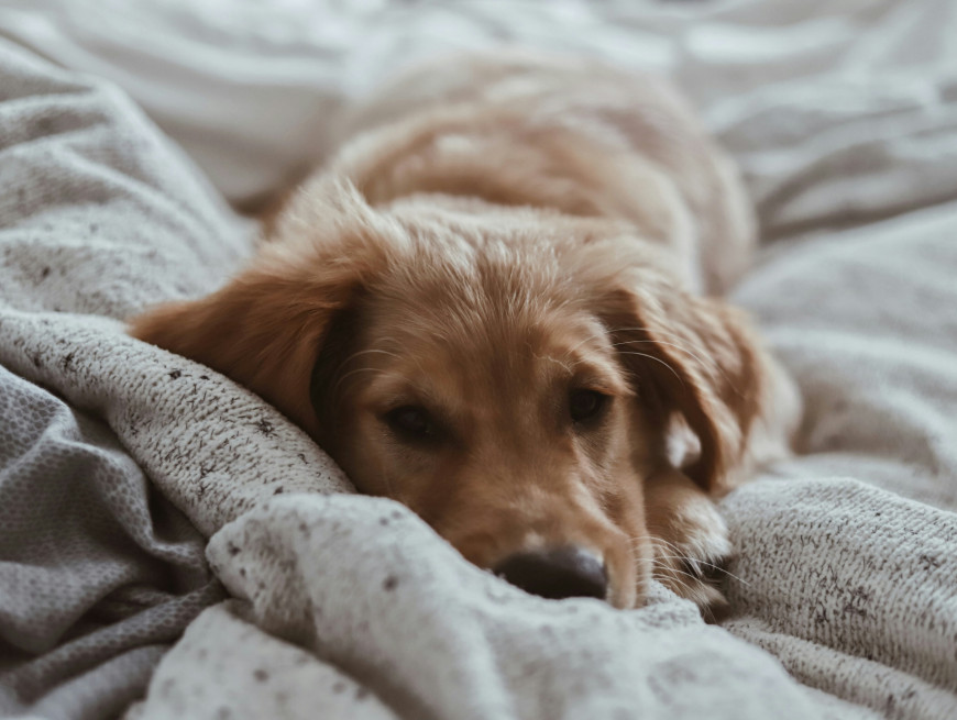 Dog friendly bedrooms