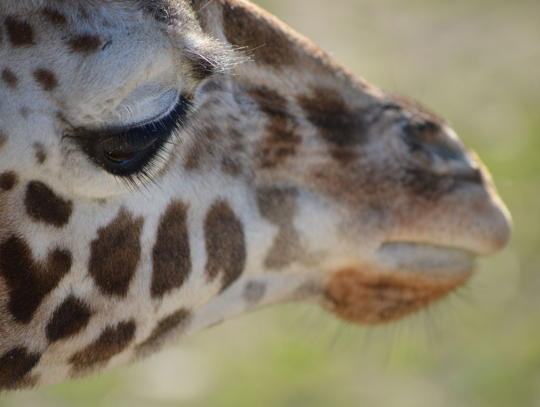 A close-up of a giraffe's face, highlighting its long eyelashes, patterned fur, and gentle expression against a blurred natural background.