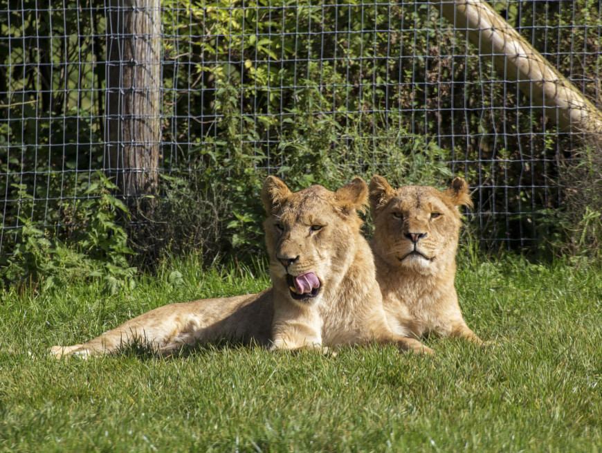 Two lionesses lounging on grass in a fenced area, one licking its lips.