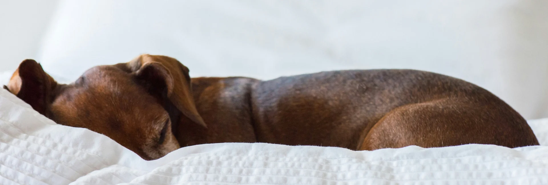 Dog friendly bedrooms