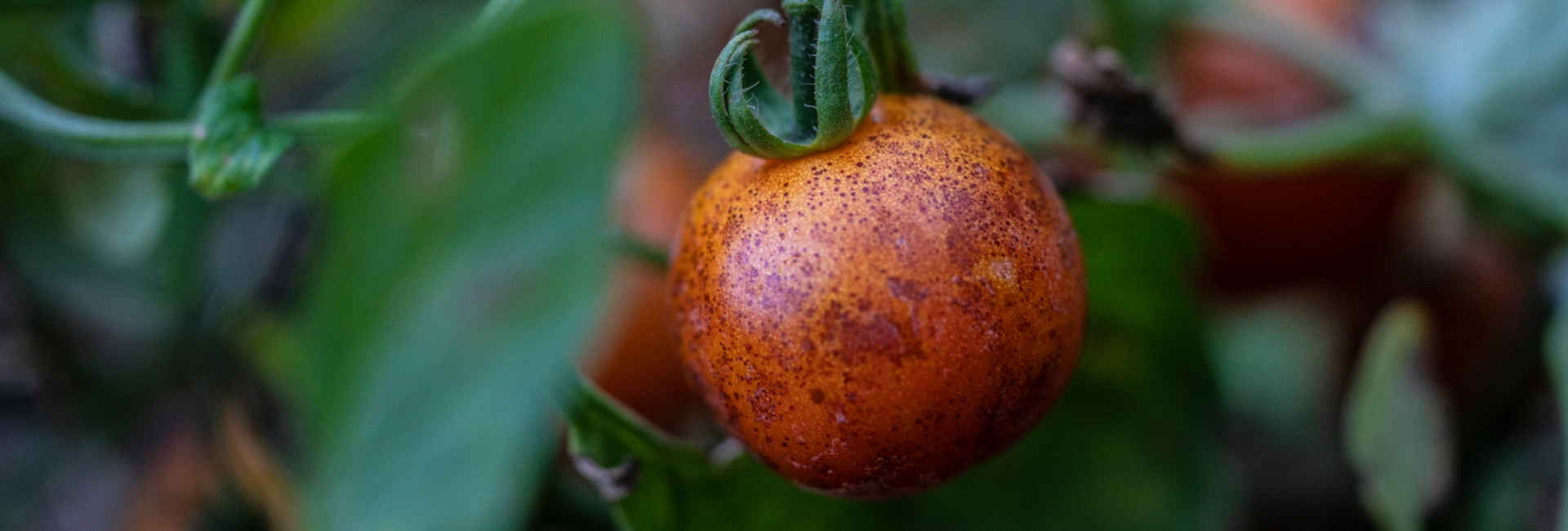 About us kitchen garden